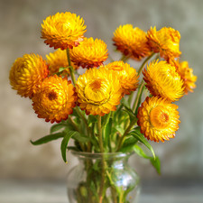 Golden Yellow Strawflower 50 Seeds  Everlasting Bright Yellow Blooms