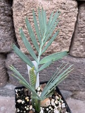 Encephalartos Lehmannii KAROO CYCAD Icy Blue Cold Hardy Ice Blue Cycads Nursery
