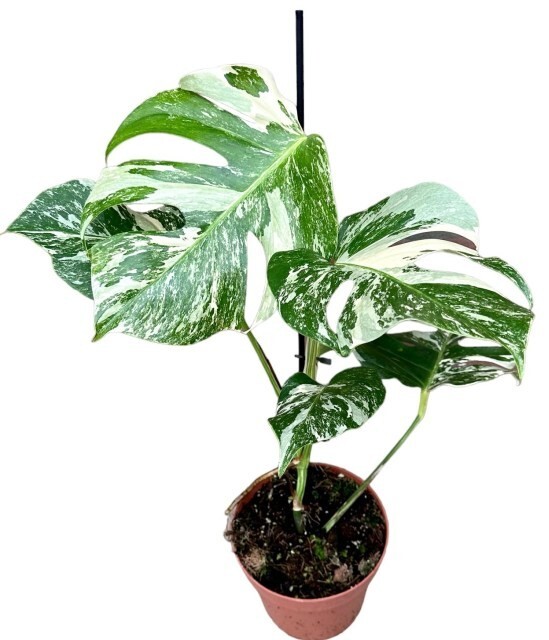 philodendron gloriosum large Philodendron gloriosum – ARIUM BOTANICALS main image 0