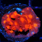 Corals of Eden ~ NON WYSIWYG Live Coral Frag ~ Red Dragon Cyphastrea ~ LPS SPS — photo 4