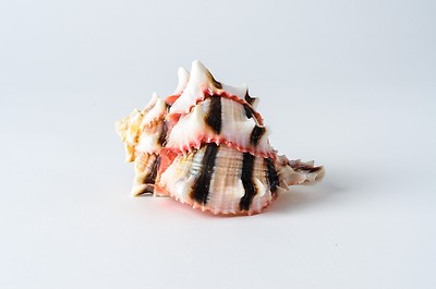 Brassica Murex Phyllonotus erythrostomu Hermit Crab Sea Shell 3''-4''(1 pc) #JC-36