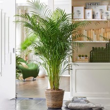 Areca Palm Large Indoor House Plant Real Tropical Exotic Evergreen Tall Plants (