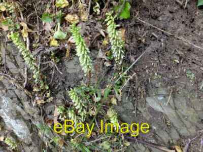 Photo 6x4 Interesting wildflower beside the road I had no idea what it wa c2016