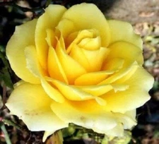 5 YELLOW ROSE Rosa Bush Shrub Perennial Flower Seeds *Flat S/H