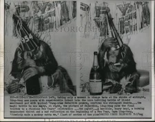 1953 Media Photo Chicago Ling-Wong Monkey Orangutan New Year