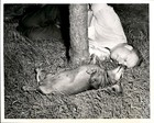 Ga104 1953 Original Maurice Maurel Photo Having A Heat Wave Pet Dachshund Dog
