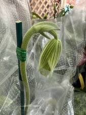 Orchid Plant Rlc Paph your pick  colors w tag in bud sale one plant