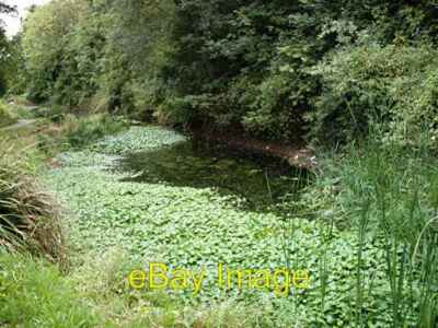 Photo 6x4 Wildlife pond - Magnolia Park, Hawkwell Ashingdon Site of old g c2006
