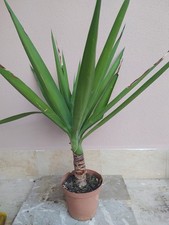 Yucca, Tronchetto Della Felicità