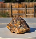Arizona Rainbow Petrified Wood, .88 Lbs, Agatized, Polished Colorful Display! — photo 2