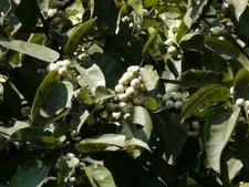 Ficus virens | Grey Fig | White Fig | pilkhan | manbornde | 100 Seeds
