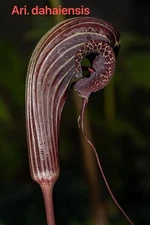 Arisaema dahaiensis Cobra Lily Rare Beautiful Flower FS Tiber Amorphophallus