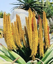 Yellow Flower  Aloe ferox (Cape Aloe ) -Live Plant / Succulent Agave  Rare Aloes