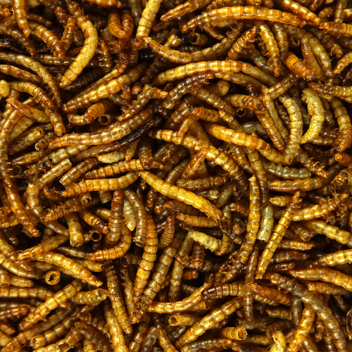 GardenersDream Dried Mealworms - Nutritious Wild Garden Bird Food Treats Birds - Picture 10 of 30