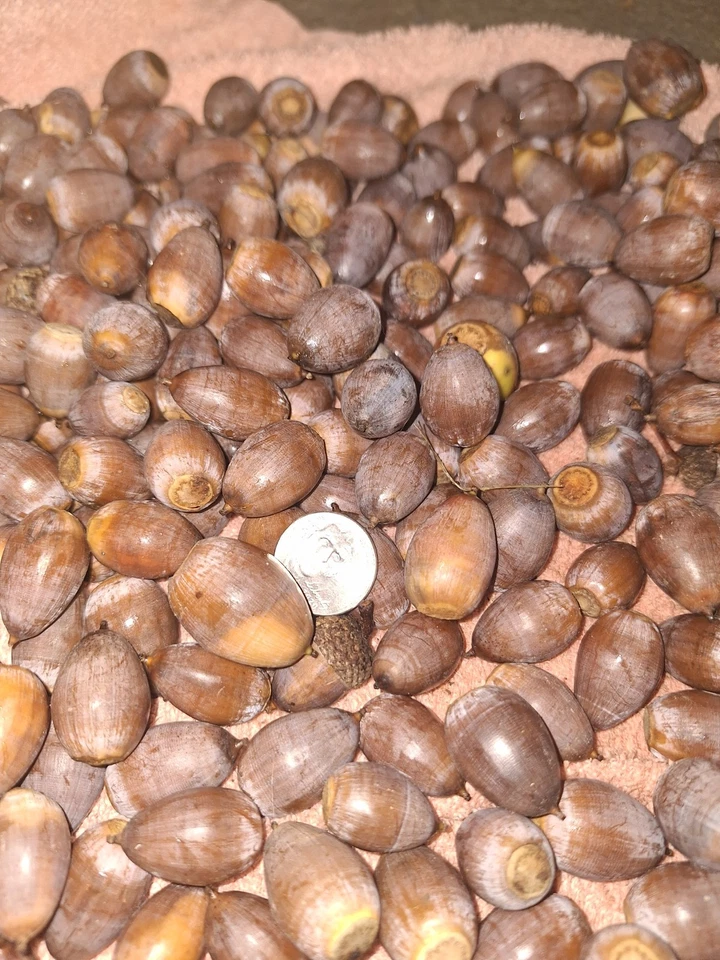 6lbs.White Oak Acorns. 2025 Float tested For Deer/tree Seed - Image 2 of 2
