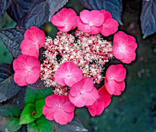 Hydrangea Serrata Daredevil New Variety - Flowering Lace Cap - 3Lt Pot Deciduous