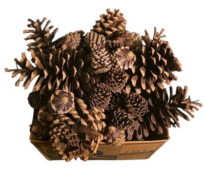 Longleaf Pine Cones 13 Large 8'' 17 3'' Natural Pinecones Crafting And Decorative 
