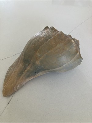 Lightning Whelk shell