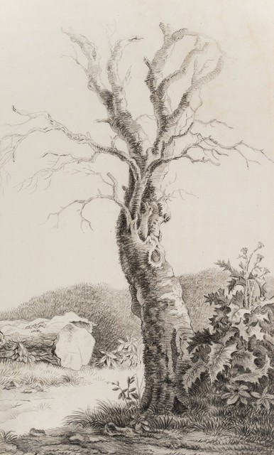 Unbekannt (19.Jhd) Kahler Baum und Distel 1818 Romantik Natur 1800-1849 Unbekannt (19.Jhd) Kahler Baum und Distel 1818 Romantik Natur 1800-1849