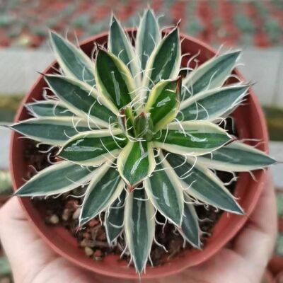 variation Agave filiferaSalm-Dyck Beautiful agave Raresucculent plant  8-10cm 