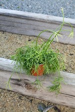 Rhipsalis baccifera (Mistletoe Cactus) – 45cm Indoor Trailing House Plant