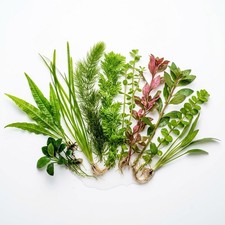 Beginner Aquatic Plants Bundle