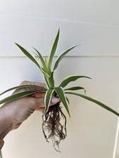 Spider Plant  Chlorophytum comosum Ocean young Well Rooted Air Purifier Cutting