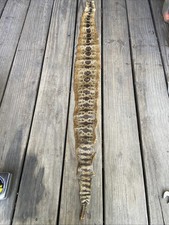 Texas Rattlesnake Skin 43  Snake Skin With Rattle