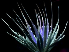 Agave utahensis var. eborispina-iconic! large offsets from a seed grown founder