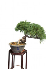 Bonsai Ginepro kishu - n1