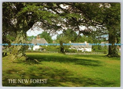 L350838 The New Forest. Schwanengrün. J. Salmon. Sevenoaks