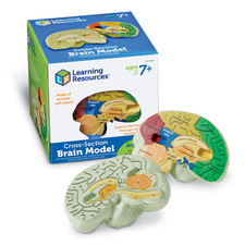 Learning Resources Cross-Section Brain Model - 2 Pieces Ages 7 Brain Anatomy