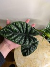 Alocasia Rumpelstiltskin – Rare Textured Alocasia — photo 3