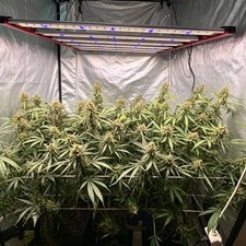 Spider 6500W Most Efficient LED Grow Lights Full Spectrum 3.1umol/J for 5x5 Tent