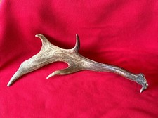 FALLOW DEER ANTLER 548g.   aprox. 54cm.
