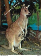 Australia - Kangaroo with joey in pouch - Kangaroo - Animals - CPM - See Scans
