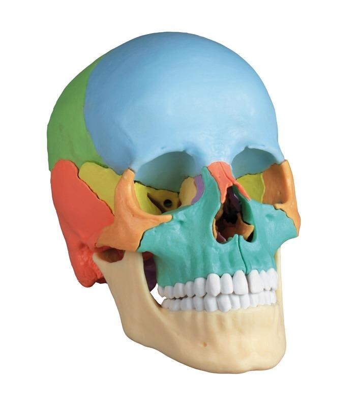 Osteopathie Schädelmodell 22-teilig didaktische Ausführung EZ Augmented Anatomy