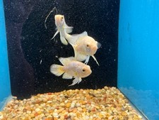 One Lemon Oscar Cichlid Approx 3"