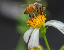 digital printable wall art