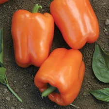 Sweet Pepper seeds Big mama, organic seeds, 0,25 g - #242
