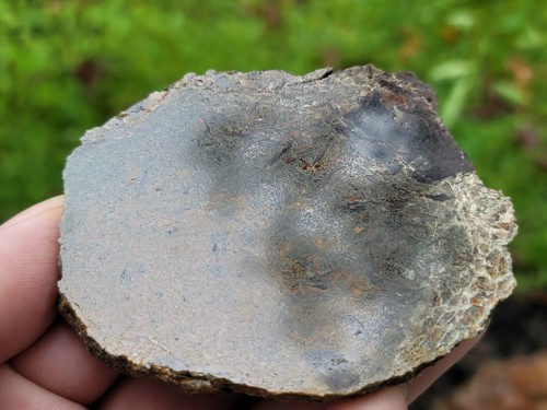 Jurassic conifer, Morrison Formation, Redwood Agate Jurassic Conifer U.V. - Picture 2 of 8