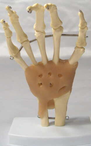 Human hand wrist bone muscle joint anatomical mdeical teaching model New - Picture 2 of 2