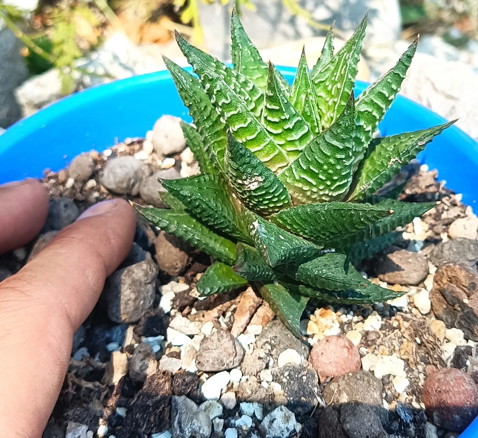 Haworthia Limifolia big cactus cacti succulent live plant free gift - Image 2 of 4