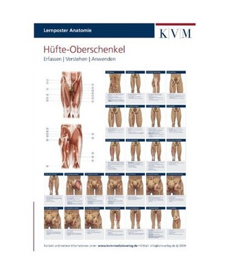 Lernposter Anatomie. Hüfte - Oberschenkel