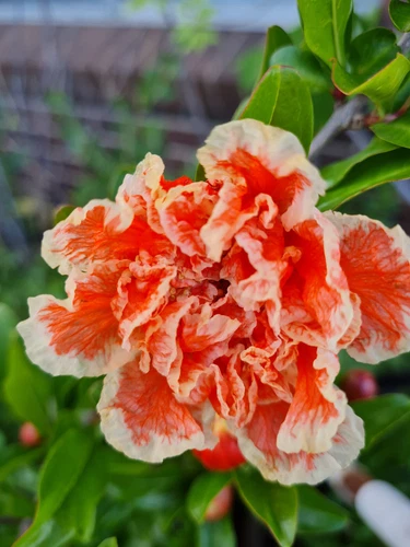 Ornamental Pomegranate (Punica Granatum) Andre Le Roi x 1 plant (rooted cutting)