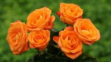 Orange Rose 20 Bush 50 or 100 Seeds Rare-Free Shipping-USA Seller
