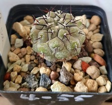 Copiapoa cinerea var columna alba semi sulle proprie radici 2013 (4-55)