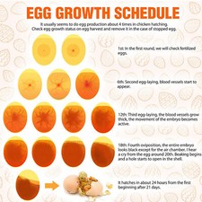 Egg Candler Incubator ABS Incubator Accessory Egg Candler For