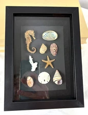 Seashell Shadow Box Coastal Beach Nautical Art Decor Black 8 x 6"