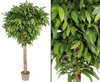 Kunstbaum Kastanie Mit 280Cm 1840 BläTter Und Dicken Echtstamm Von Ibizanos